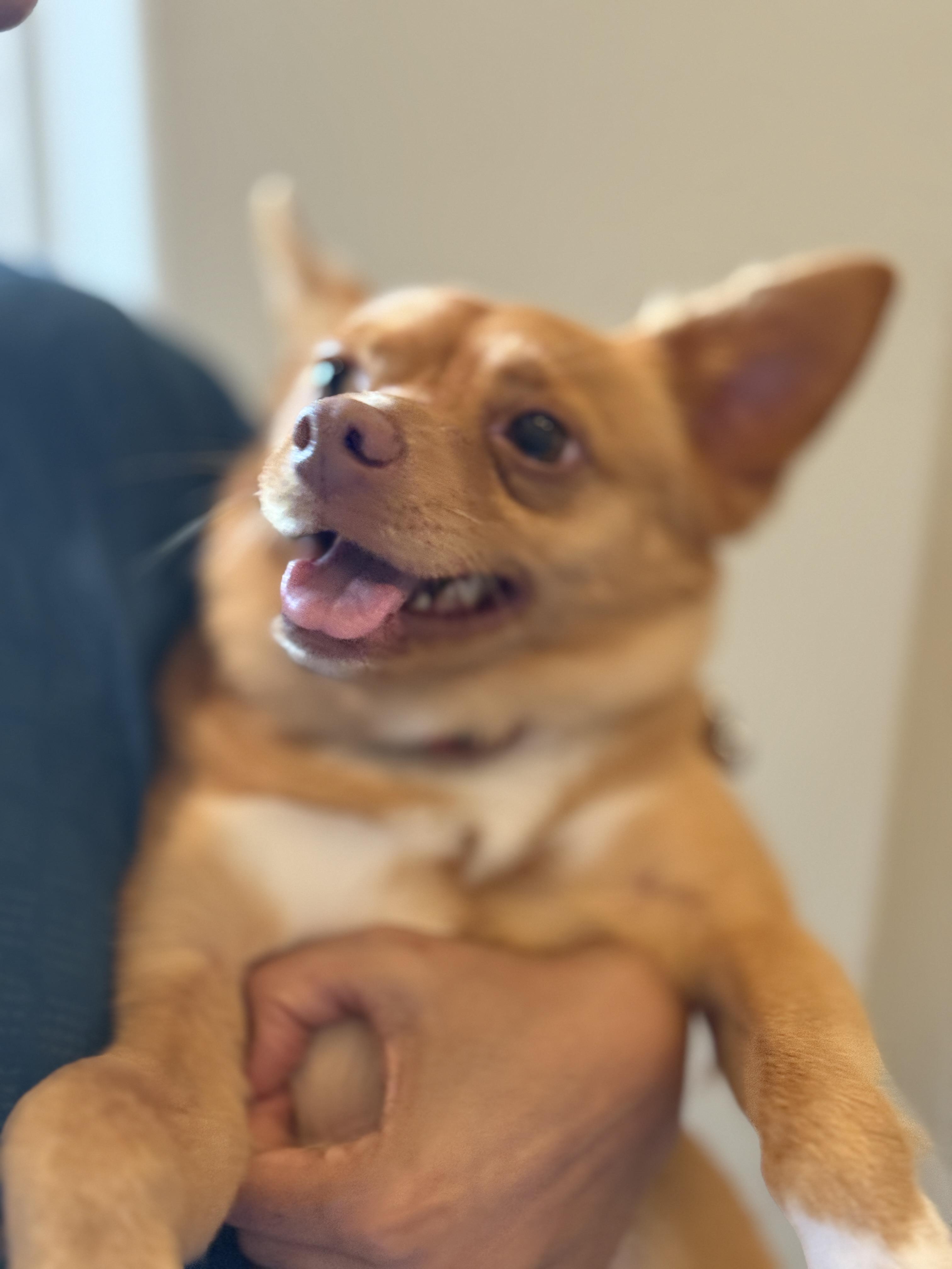 Enlarge Oliver, a Adoptable mixed breed in Missouri City, TX image 4/5