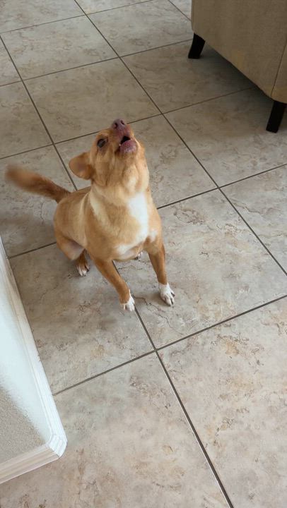 Enlarge Oliver, a Adoptable mixed breed in Missouri City, TX video 5/5