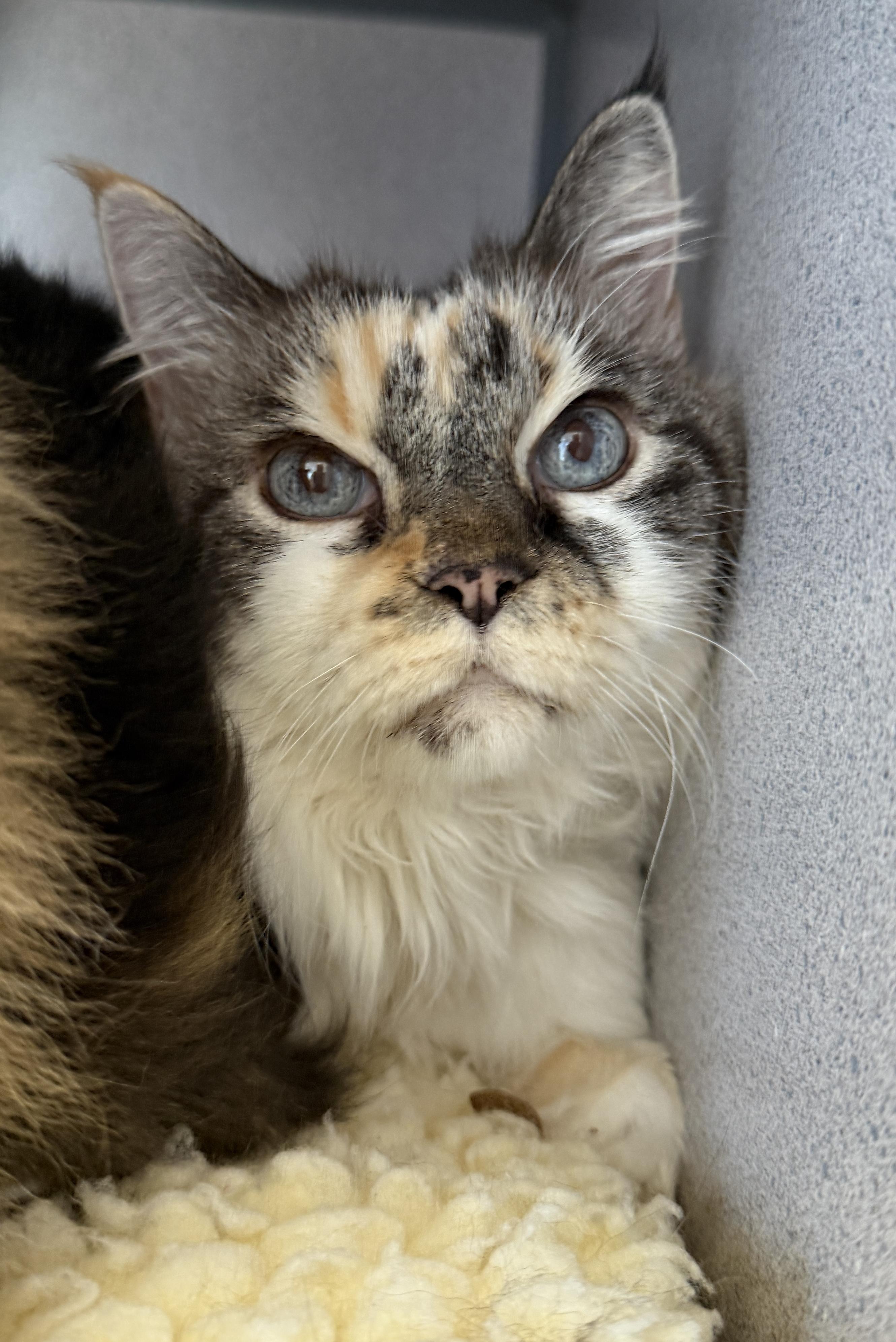 Gigi, an adopted Domestic Medium Hair in Gardnerville, NV image 1/4