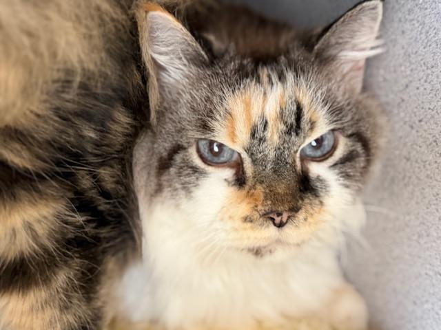 Gigi, an adopted Domestic Medium Hair in Gardnerville, NV image 3/4