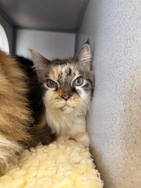 Gigi, an adopted Domestic Medium Hair in Gardnerville, NV image 4/4