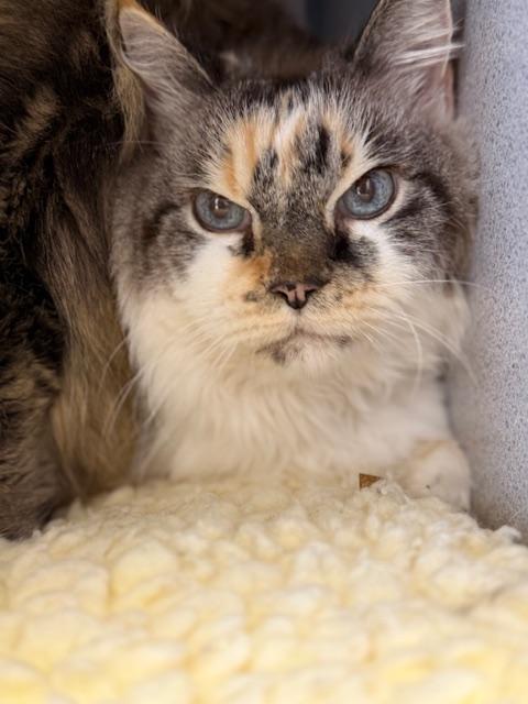Gigi, an adopted Domestic Medium Hair in Gardnerville, NV image 2/4