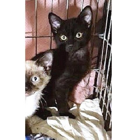 Funshine Bear, ADOPTABLE, Kitten Male Domestic Short Hair.