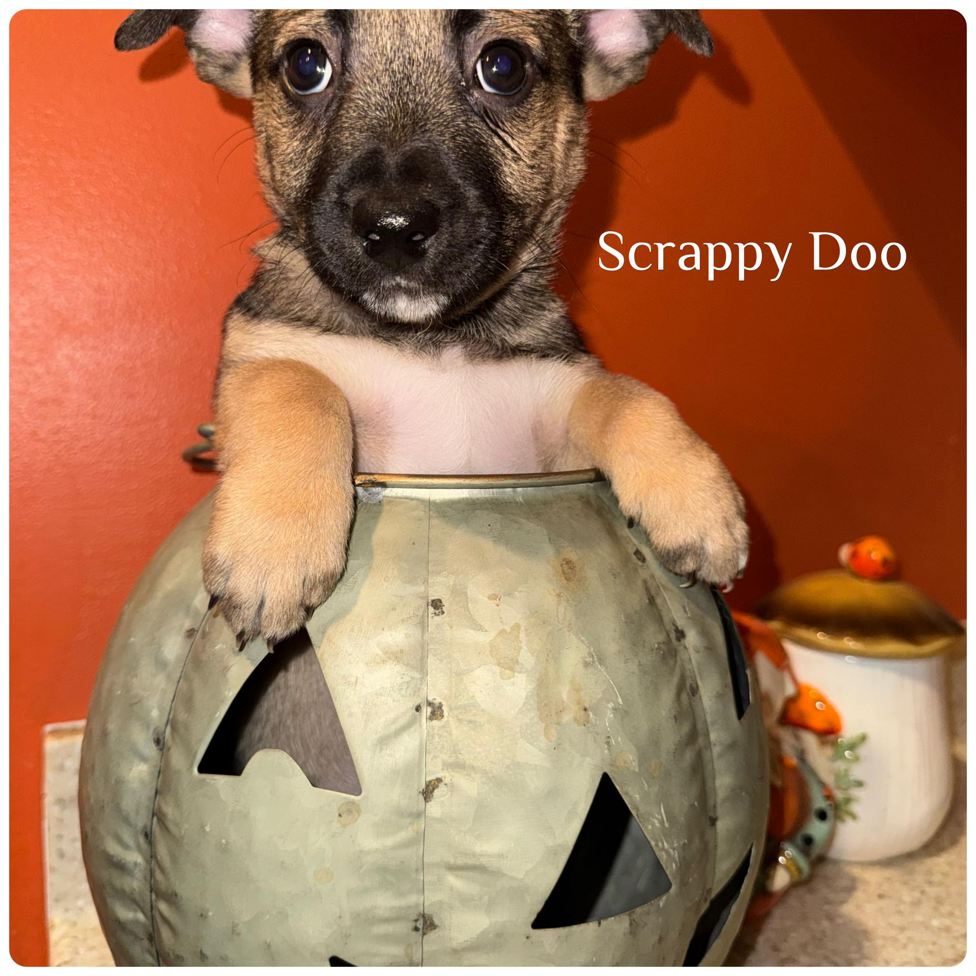 Scrappy doo