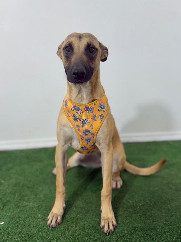 Potato-One of our Amazing Rescue Dogs, Adoptable, Young Female Belgian Shepherd / Sheepdog & German Shepherd Dog.