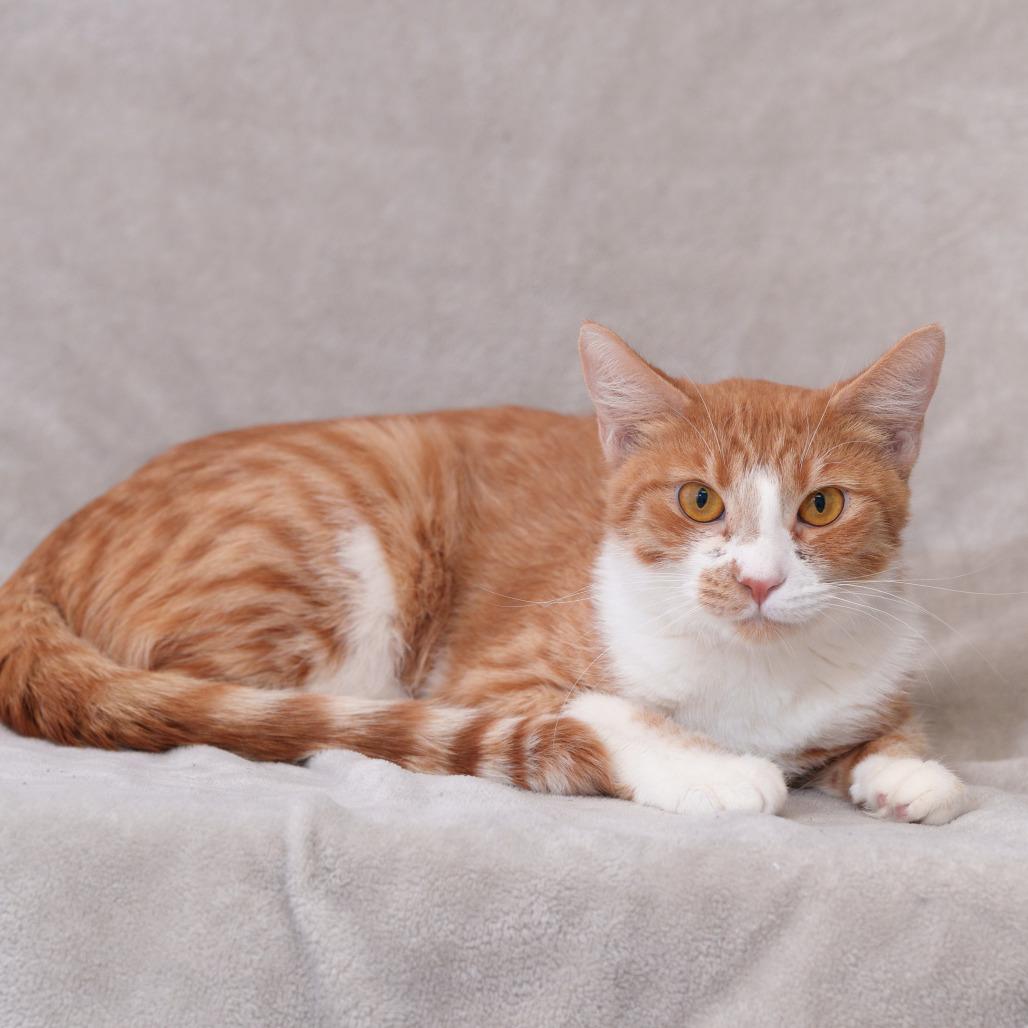 Toffee, a Adoptable Domestic Short Hair in Sunnyvale, CA image 2/4