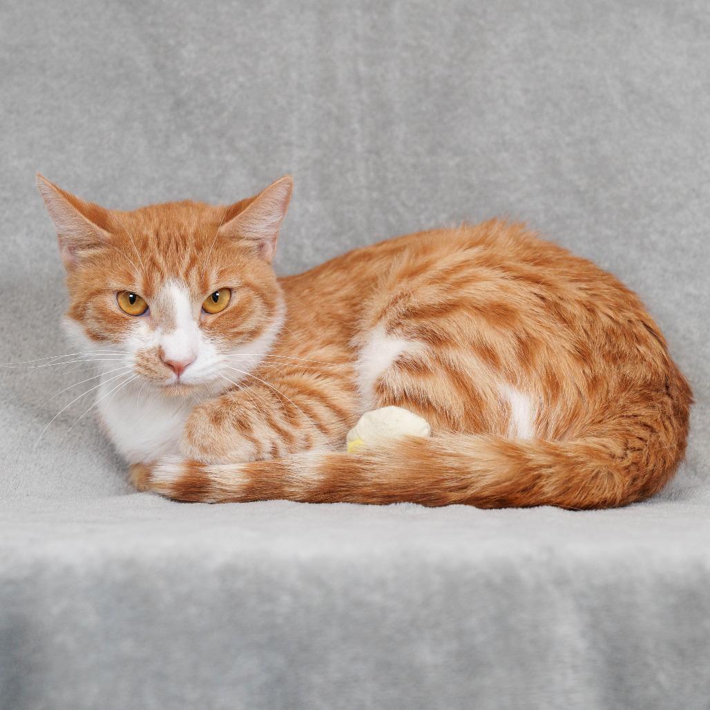 Toffee, a Adoptable Domestic Short Hair in Sunnyvale, CA image 4/4