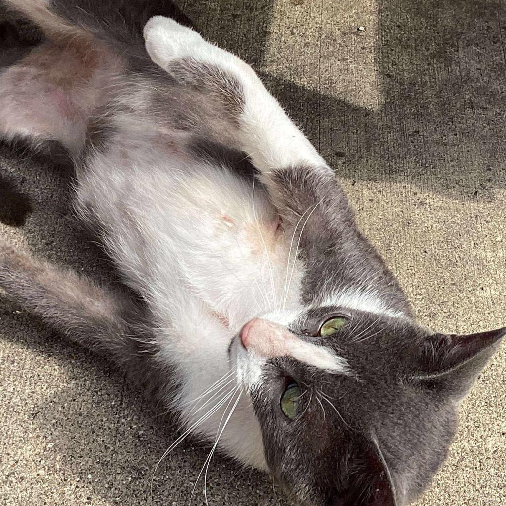 Enlarge Toby Grey, a Adoptable Domestic Short Hair in Monroe, MI image 1/6