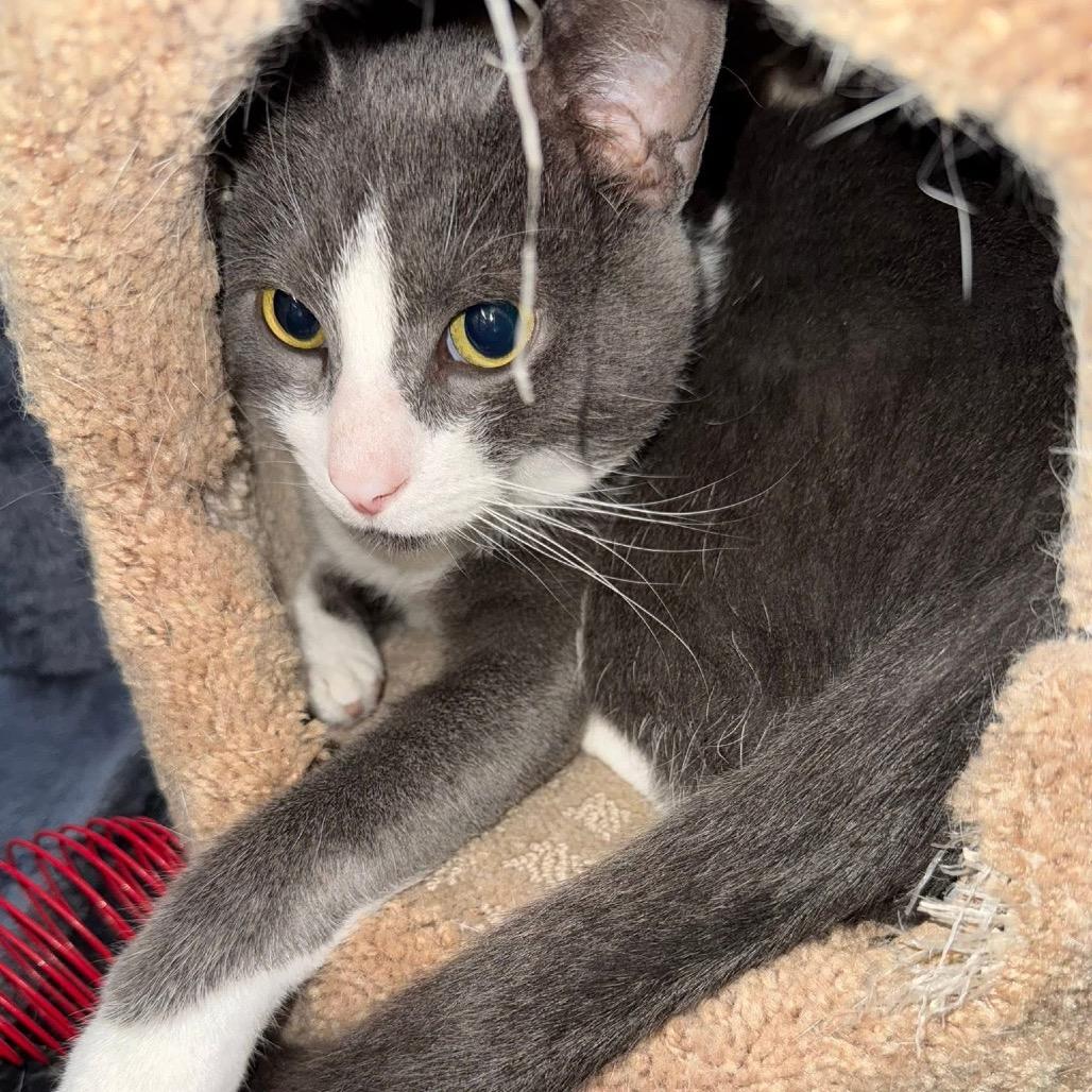 Enlarge Toby Grey, a Adoptable Domestic Short Hair in Monroe, MI image 4/6