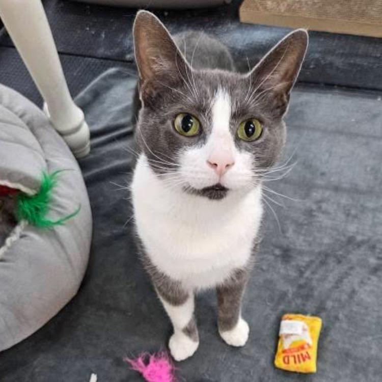 Enlarge Toby Grey, a Adoptable Domestic Short Hair in Monroe, MI image 6/6