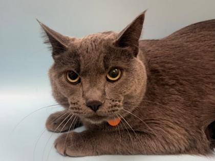 Enlarge Stormy, a Adoptable mixed breed in Woodbury, MN image 1/1