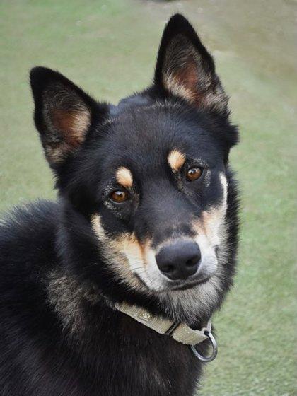 Turner, Adoptable, Adult Male Shepherd & Mixed Breed.