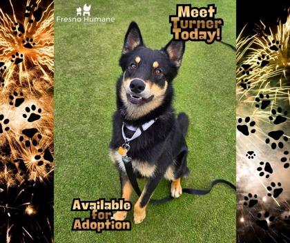 Enlarge Turner, a Adoptable mixed breed in Fresno, CA image 1/1