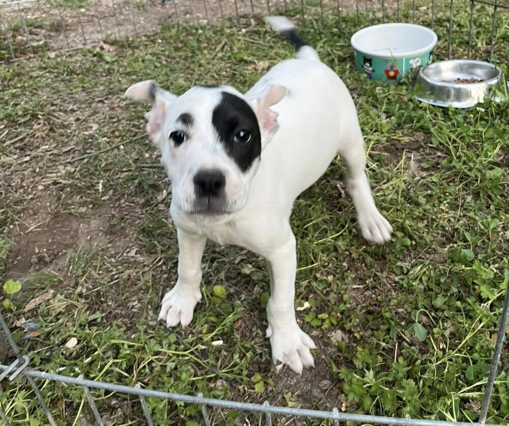 Enlarge ODJ "OdieJr", a Adoptable mixed breed in Acworth, GA image 1/5