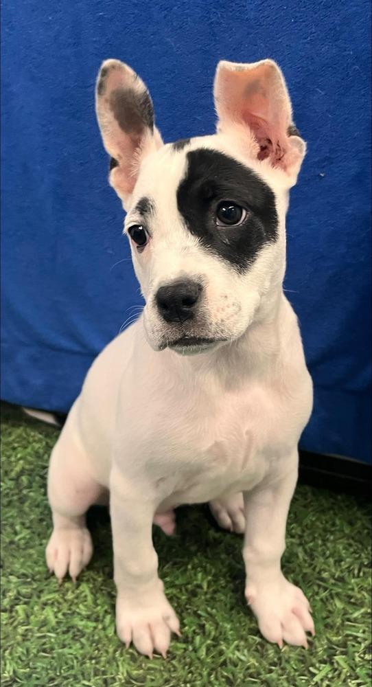 Enlarge ODJ "OdieJr", a Adoptable mixed breed in Acworth, GA image 2/5