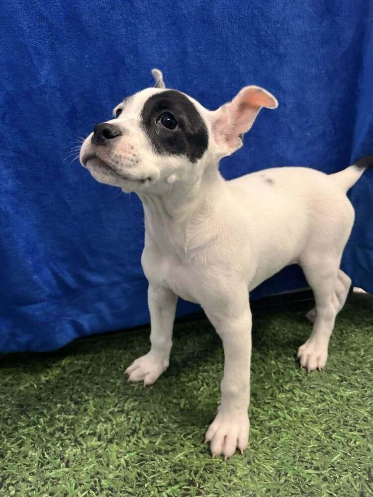 Enlarge ODJ "OdieJr", a Adoptable mixed breed in Acworth, GA image 3/5