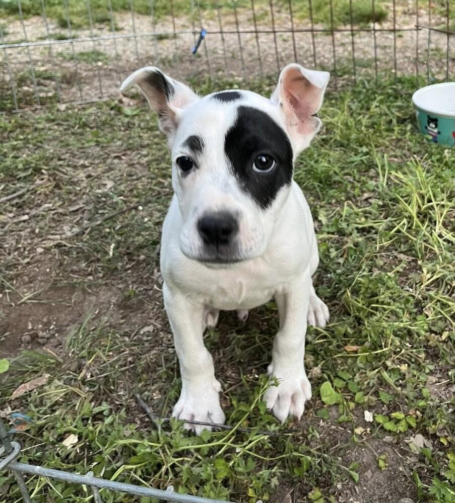 Enlarge ODJ "OdieJr", a Adoptable mixed breed in Acworth, GA image 4/5