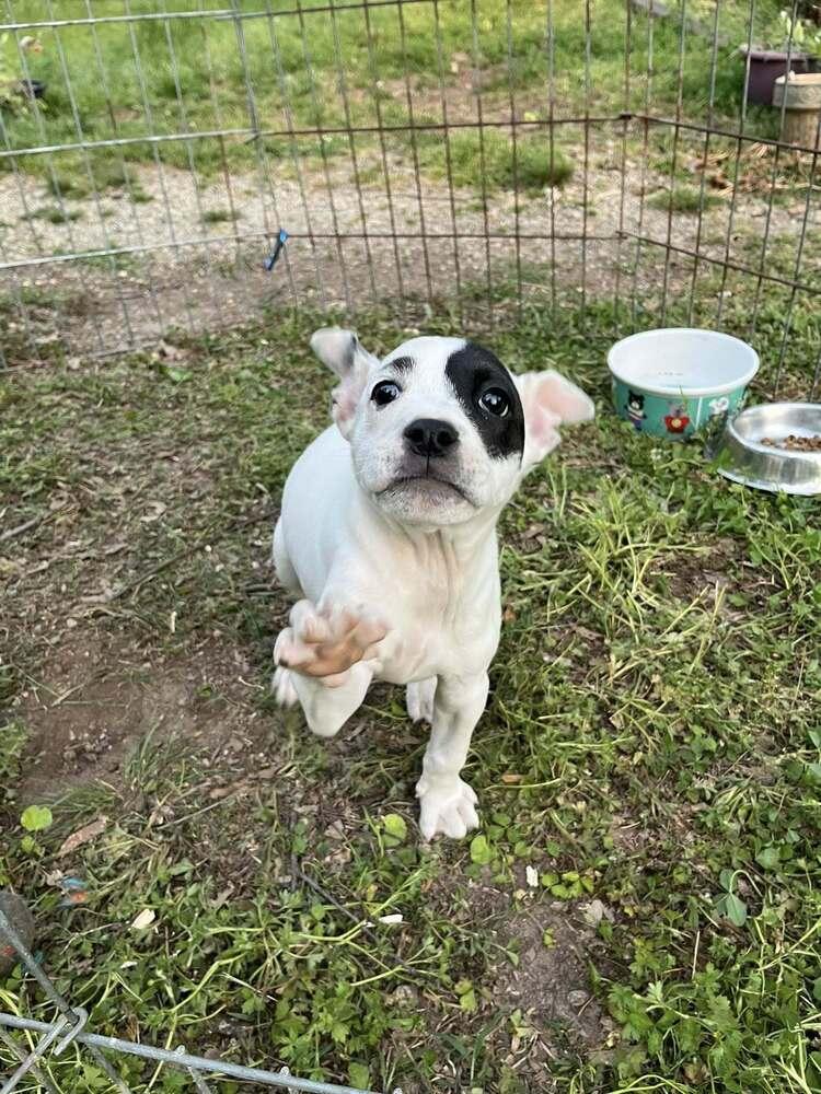 Enlarge ODJ "OdieJr", a Adoptable mixed breed in Acworth, GA image 5/5