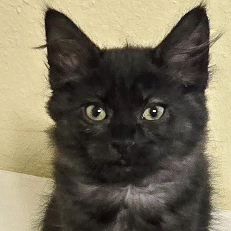 Georgie, adopted, Kitten Male Tabby.