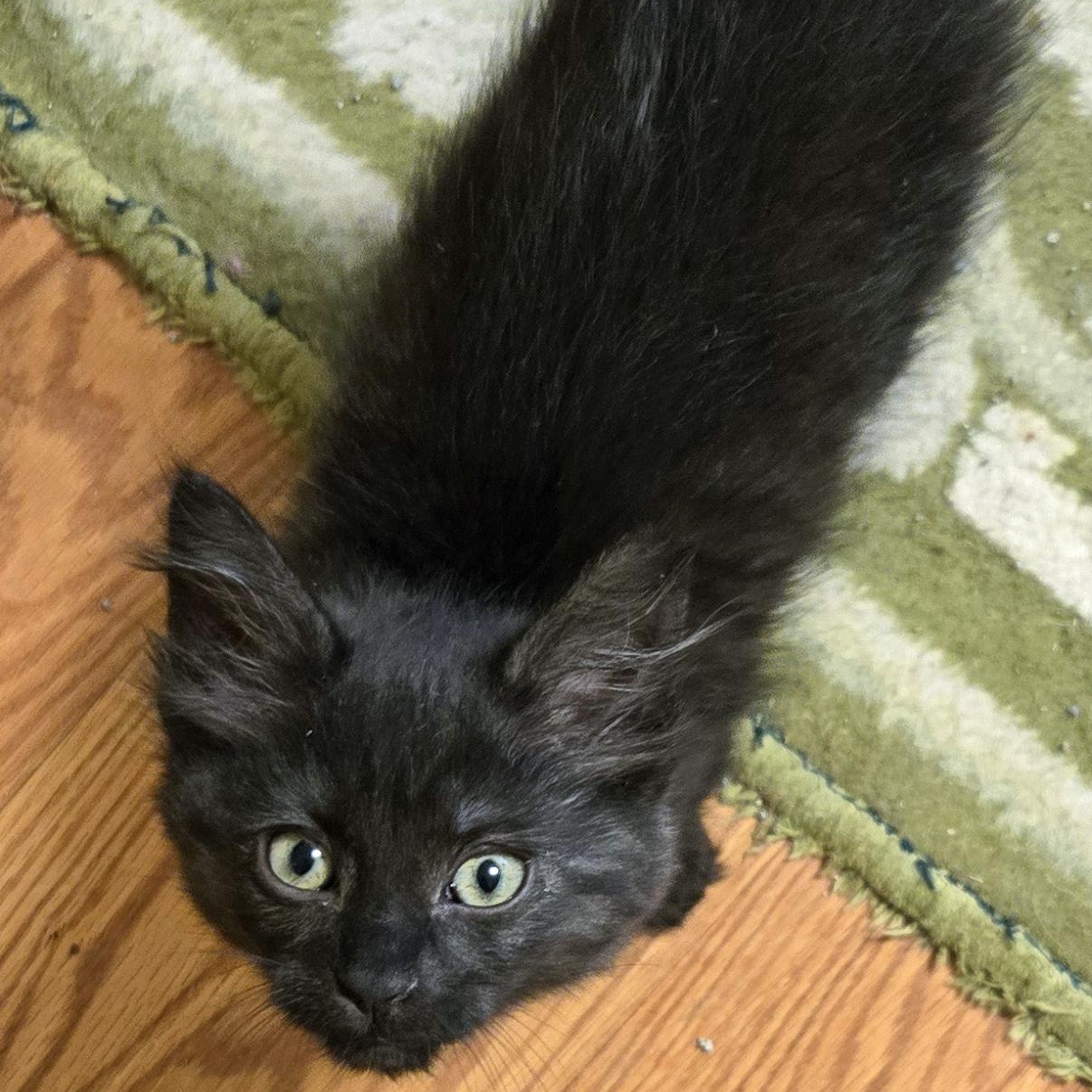 Enlarge Georgie, an adopted Tabby in Salem, OR image 2/3