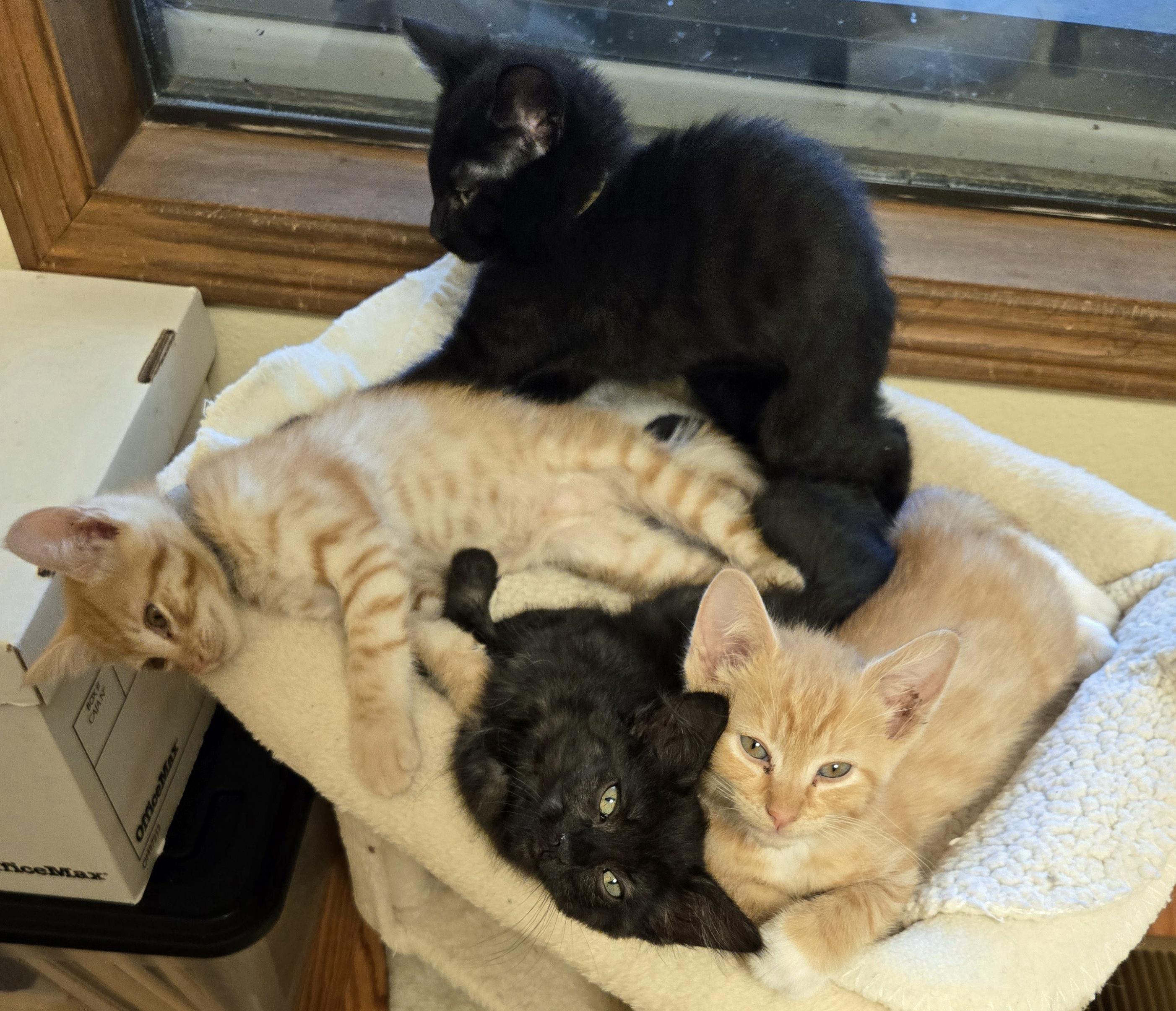 Enlarge Georgie, an adopted Tabby in Salem, OR image 3/3