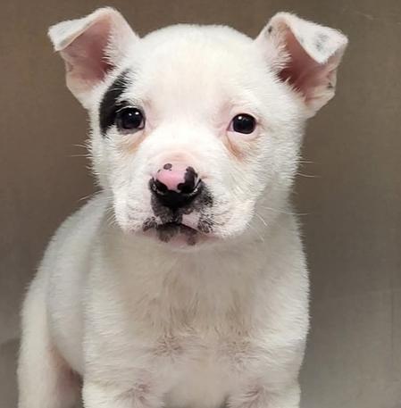 Spot, Adoptable, Puppy Male Mixed Breed.