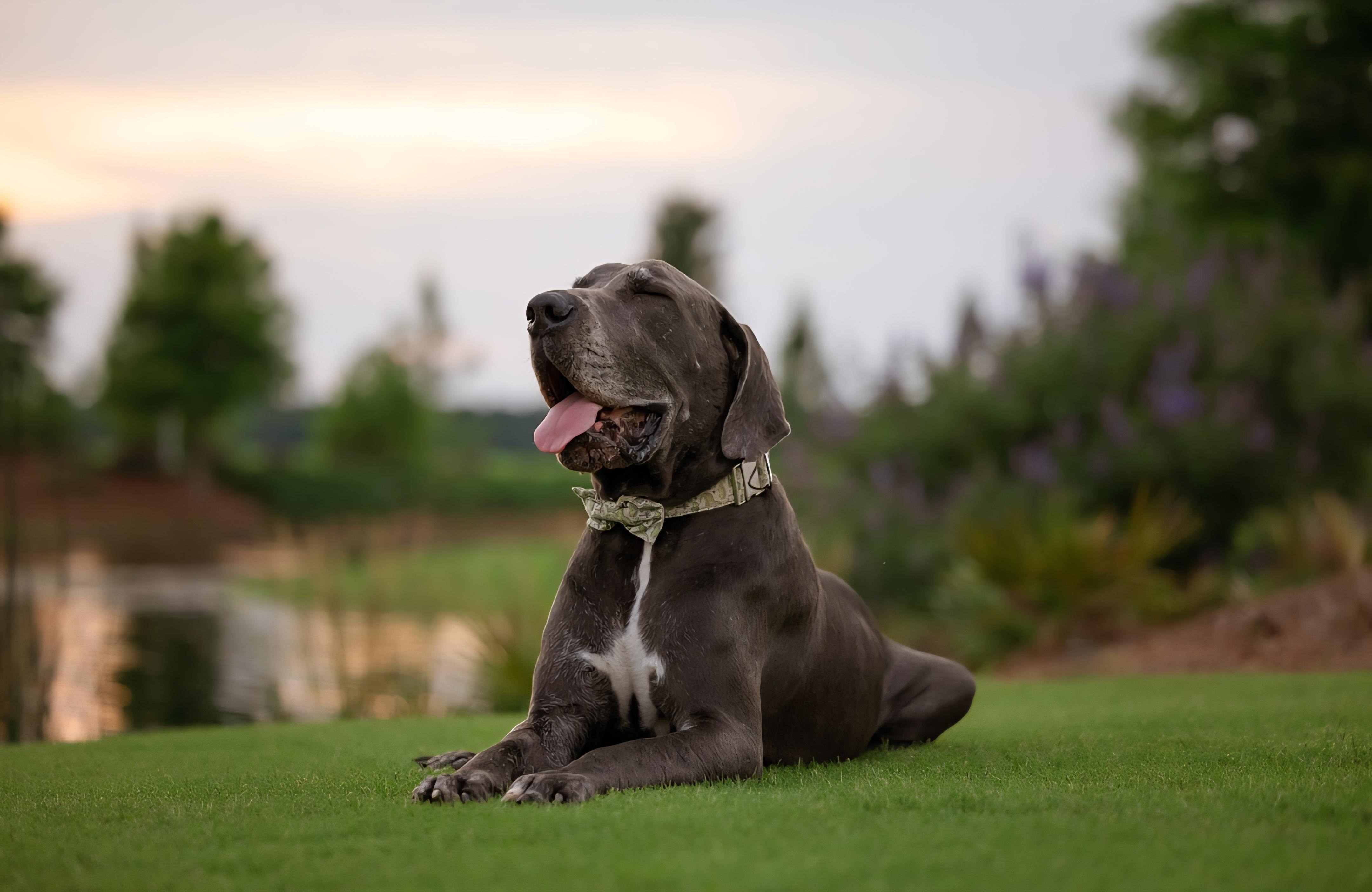 Angus aka Lugnut, a Adoptable Great Dane in Pensacola, FL image 2/6