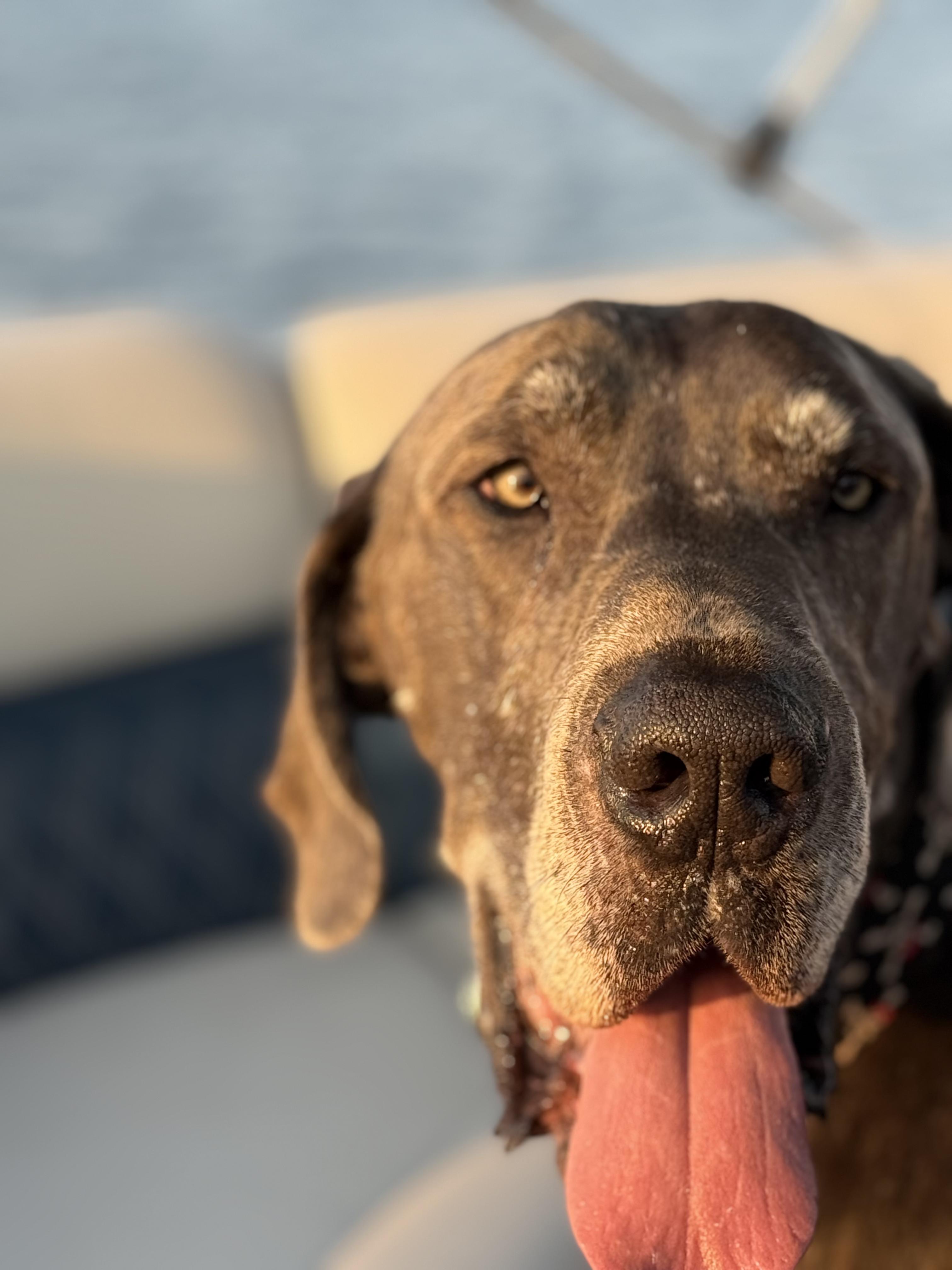 Angus aka Lugnut
