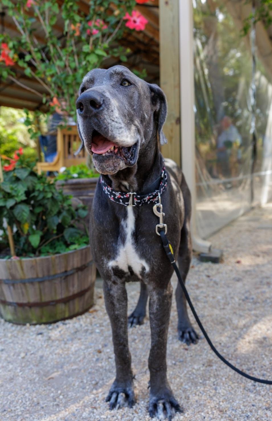 Angus aka Lugnut, a Adoptable Great Dane in Pensacola, FL image 1/6