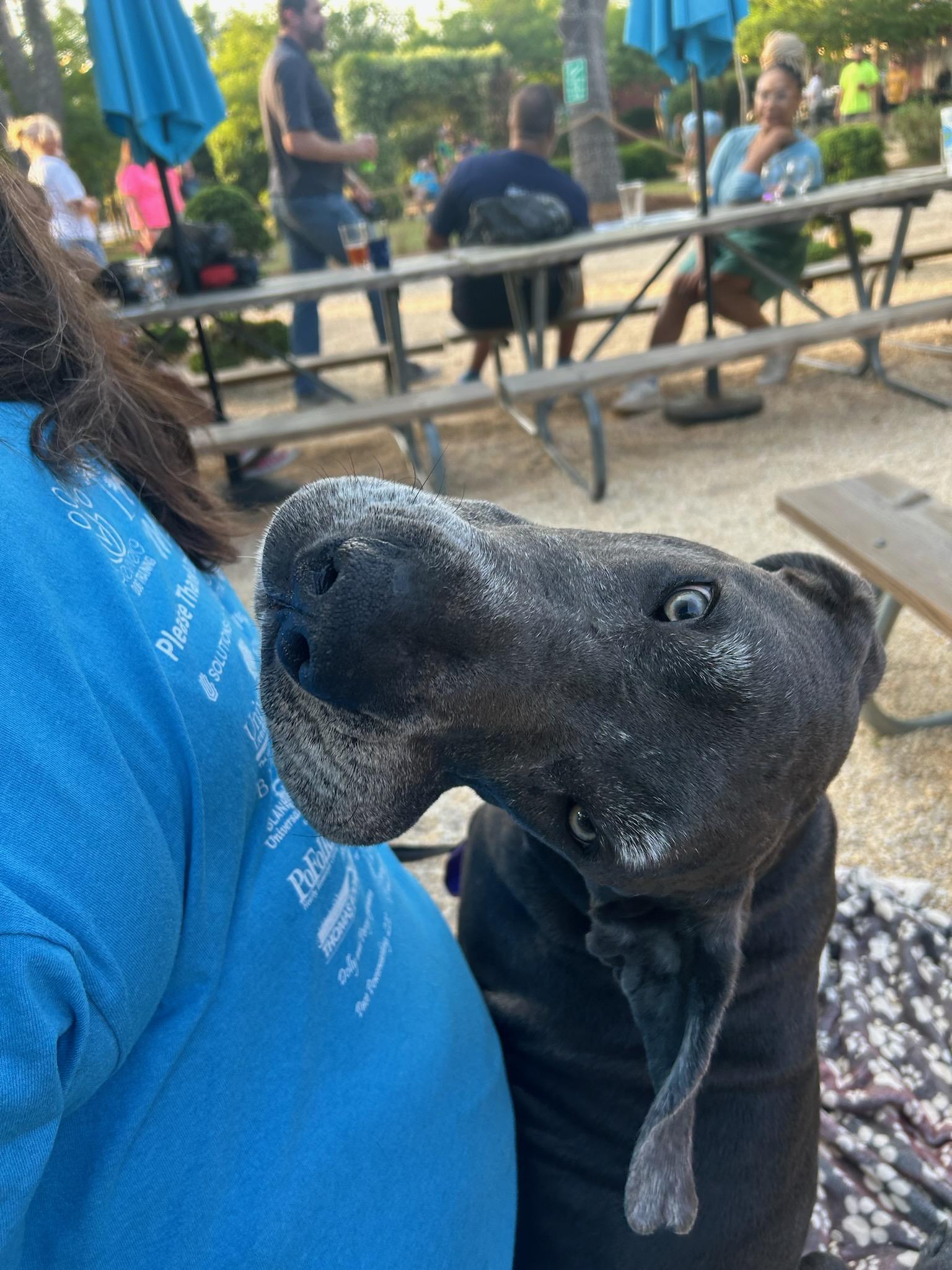 Angus aka Lugnut, a Adoptable Great Dane in Pensacola, FL image 4/6