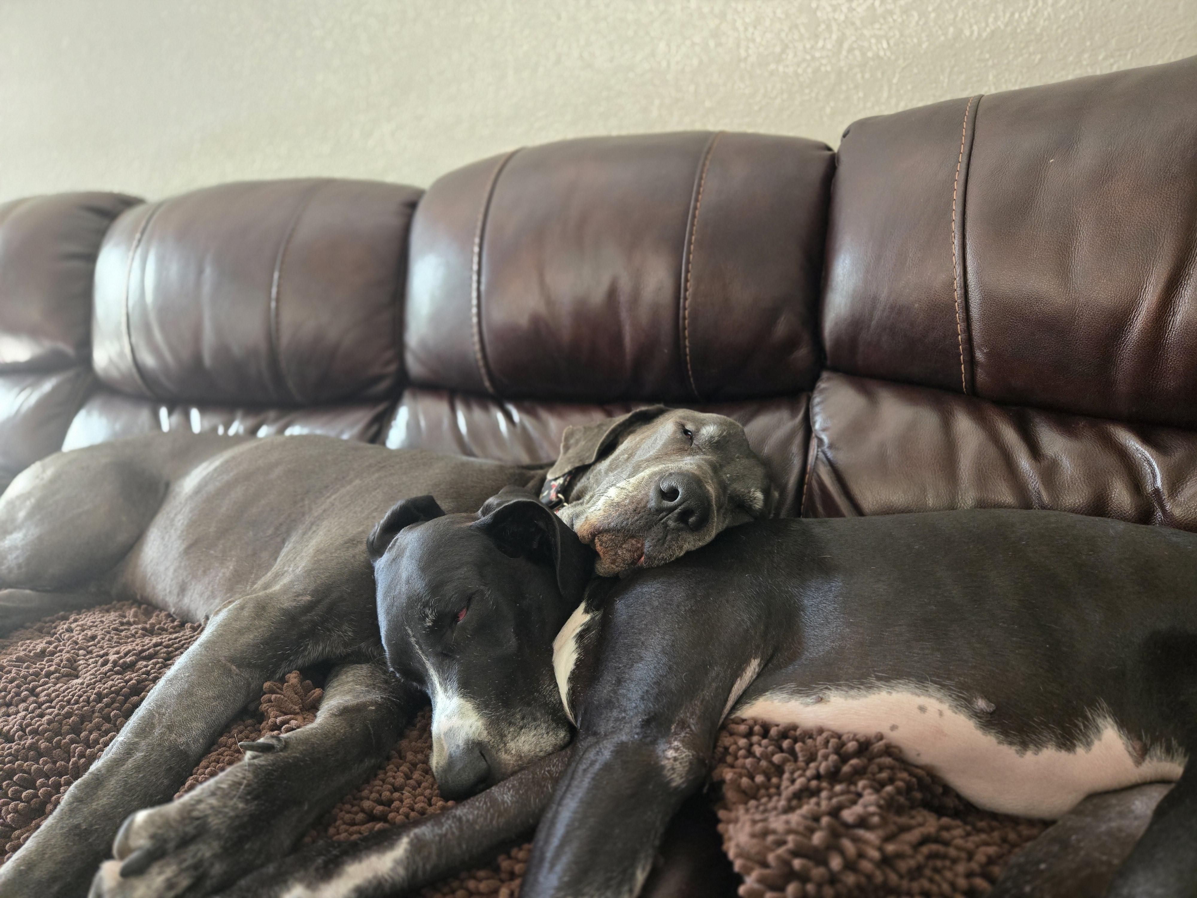 Angus aka Lugnut, a Adoptable Great Dane in Pensacola, FL image 3/6