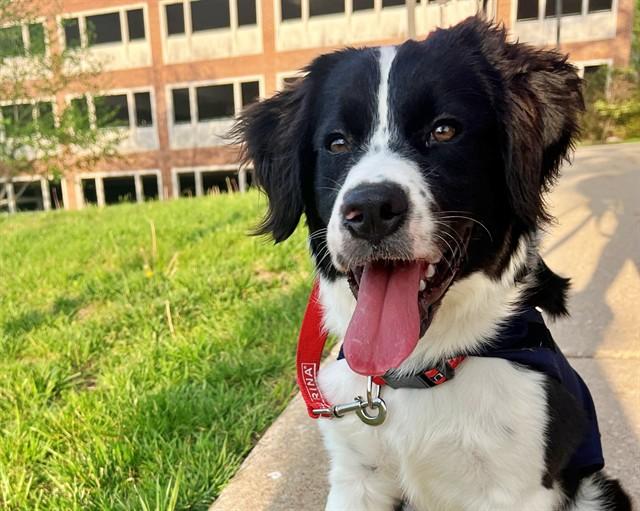 Enlarge CRISPIN, a Adoptable Labrador Retriever in Saint Louis, MO image 1/1