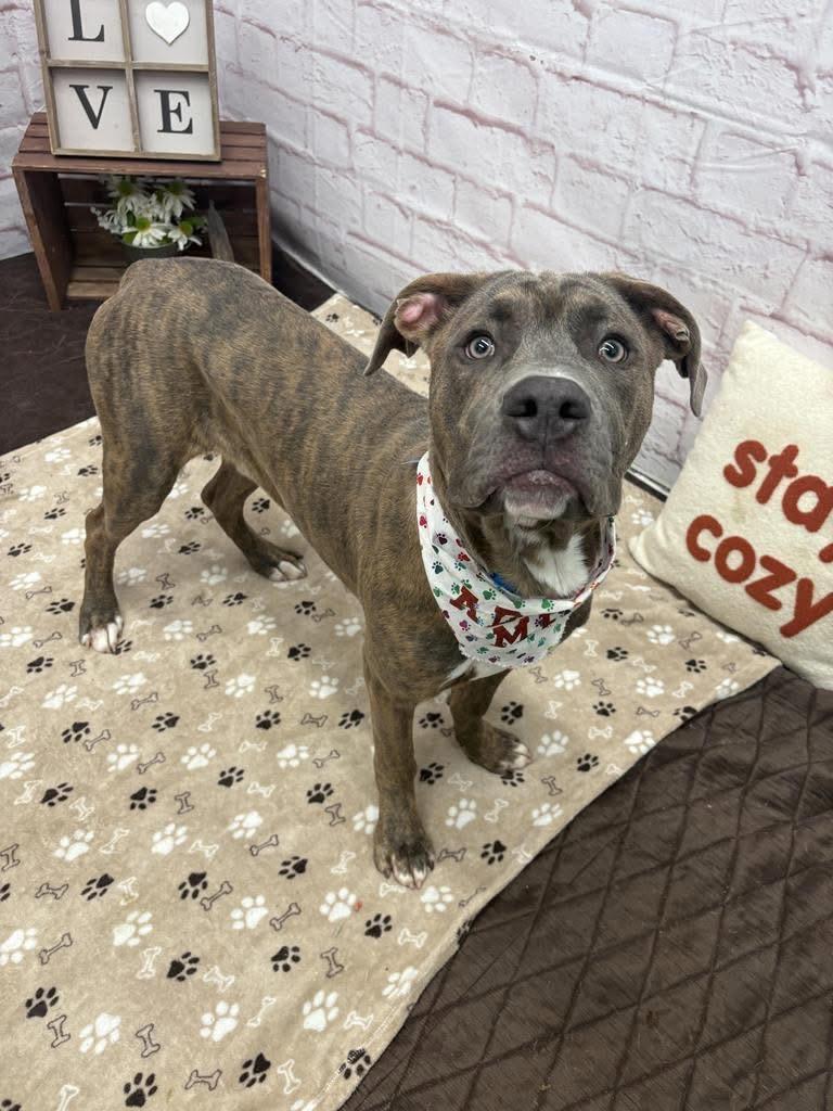 Denis, a ADOPTABLE mixed breed in China Township, MI image 2/5