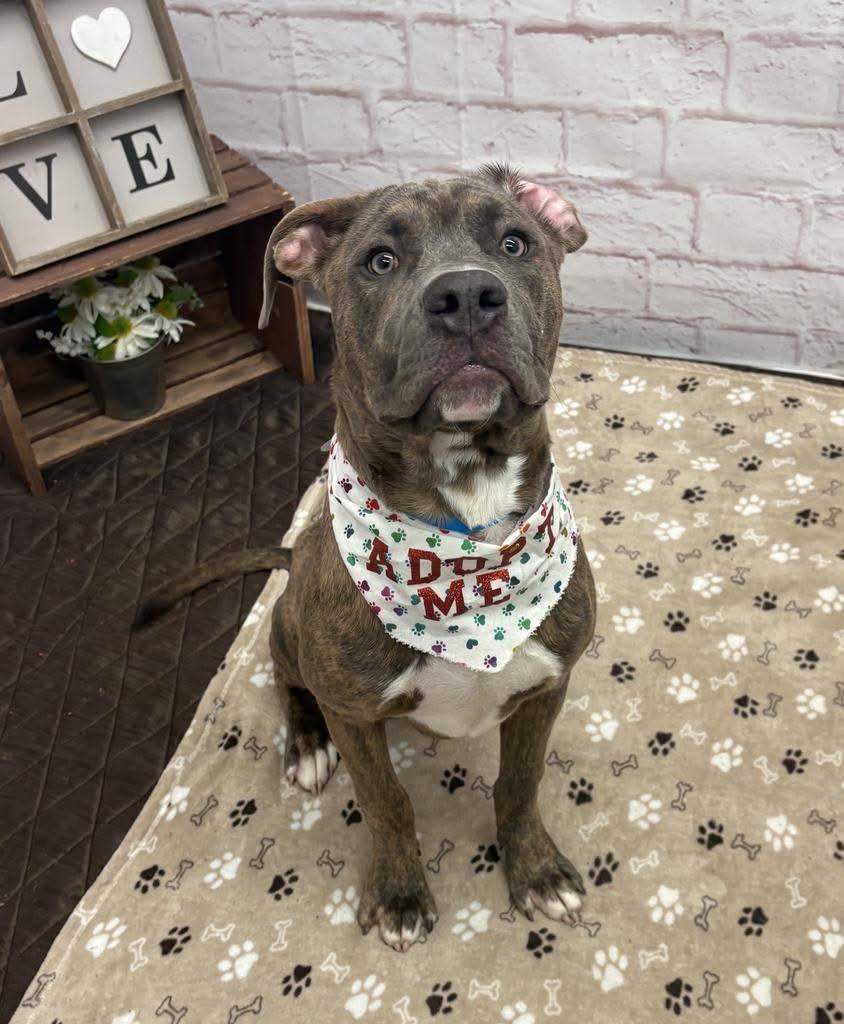 Denis, ADOPTABLE, Puppy Male Pit Bull Terrier.