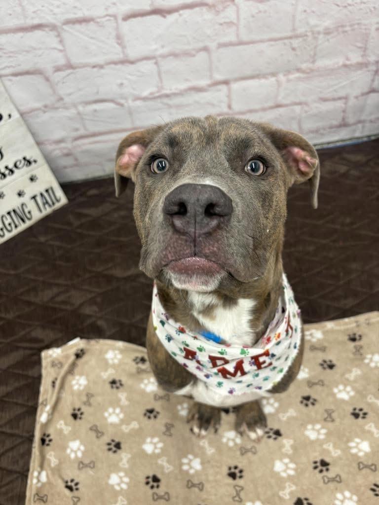 Denis, a ADOPTABLE mixed breed in China Township, MI image 3/5