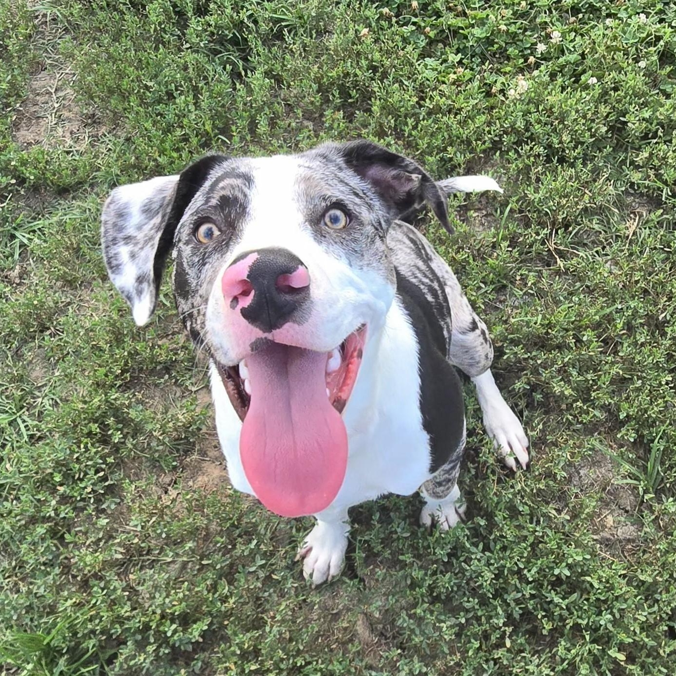 Gene, Adoptable, Young Male Australian Shepherd & Dalmatian.