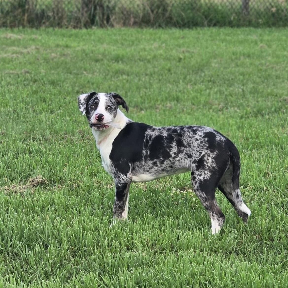 Gene, a Adoptable mixed breed in Mounds, OK image 2/3