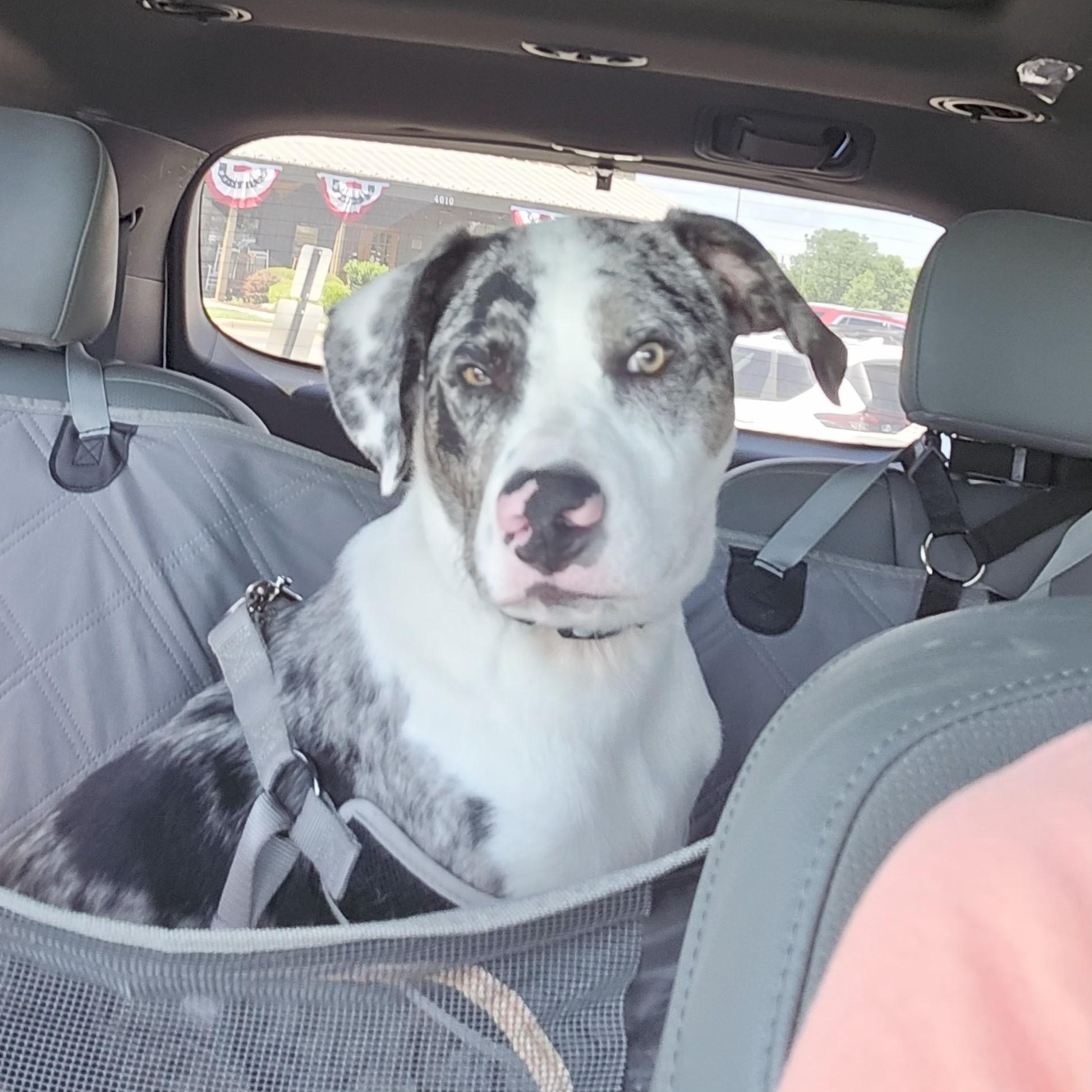 Gene, a Adoptable mixed breed in Mounds, OK image 3/3