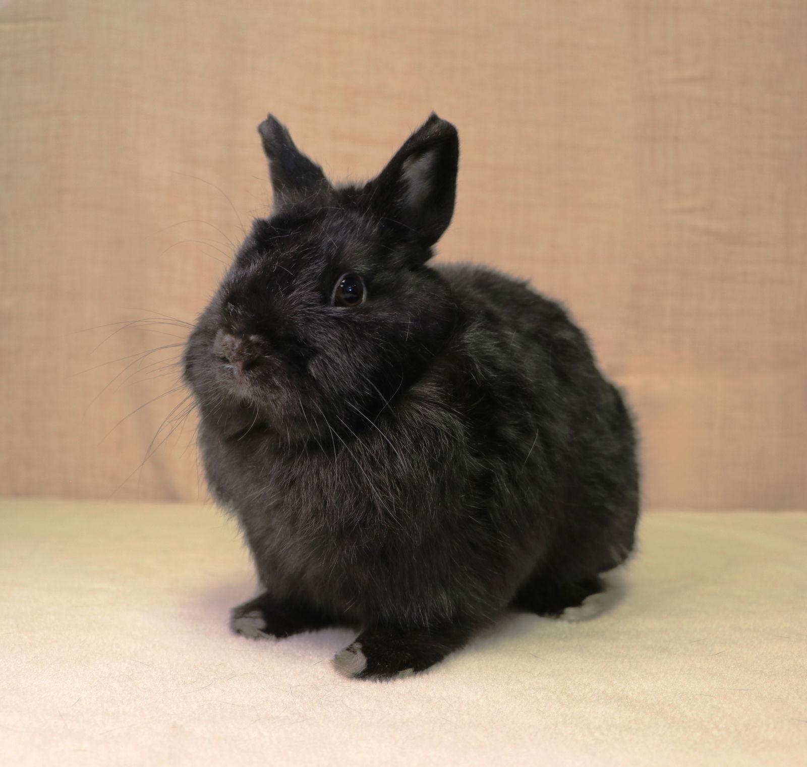 Shortstop, Adoptable, Young Male Netherland Dwarf.