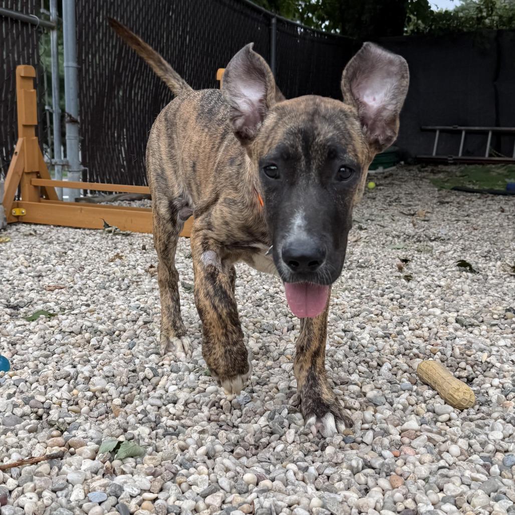 Waffles, Adopted, Young Male Mixed Breed.