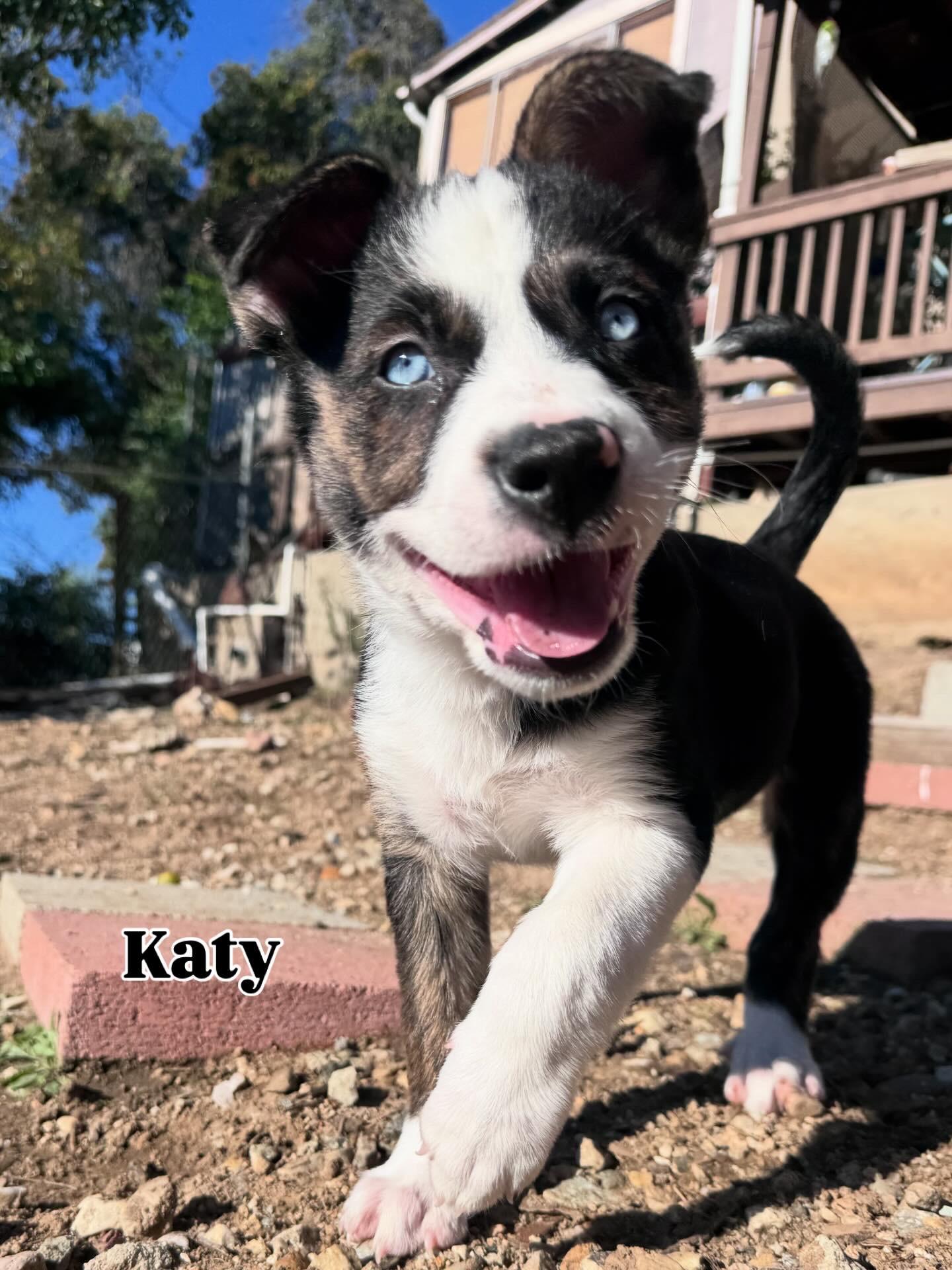 Enlarge katherine, a ADOPTABLE mixed breed in Whittier, CA image 1/1