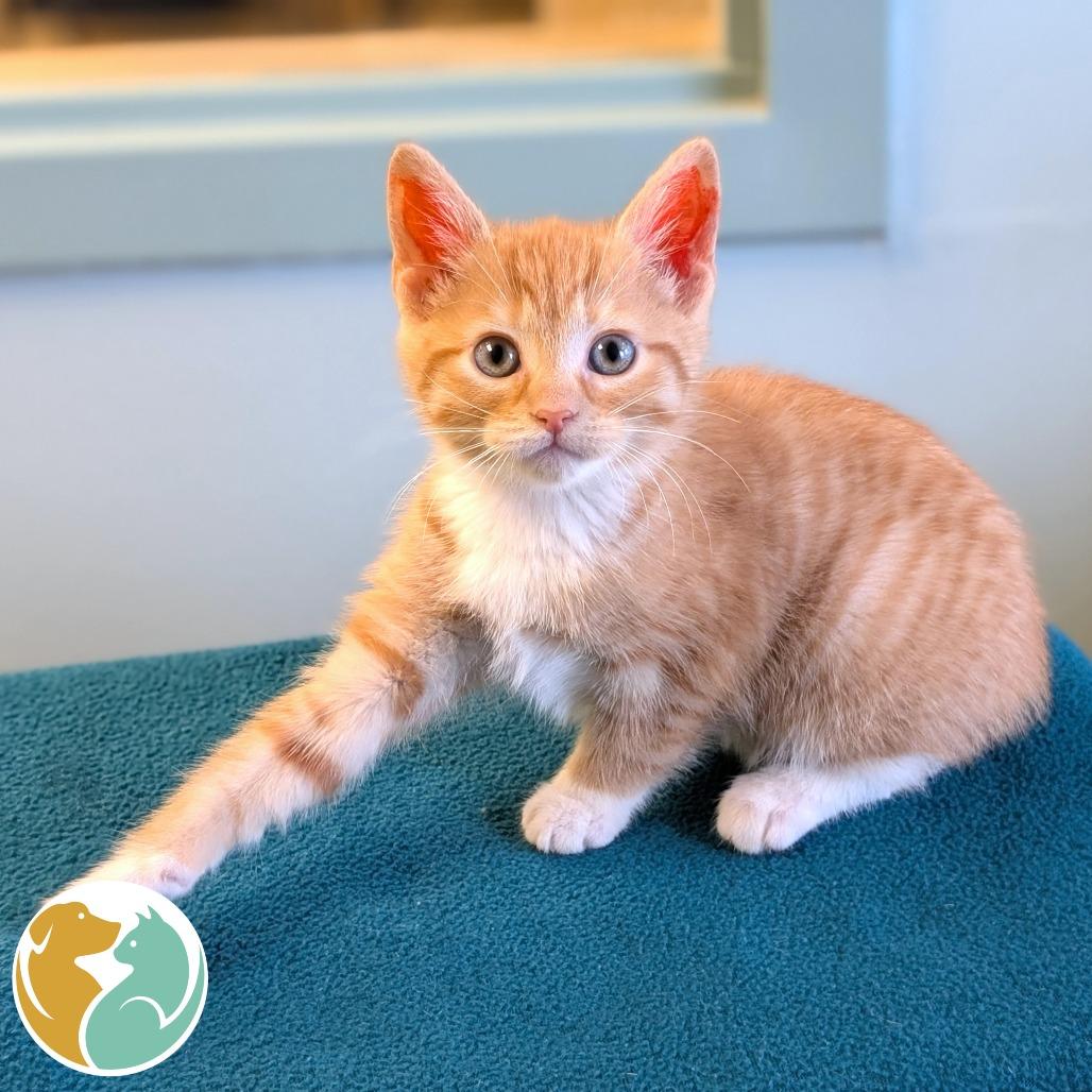 Enlarge Poppy (Orange), a Adoptable Domestic Short Hair in Toledo, OH image 1/1
