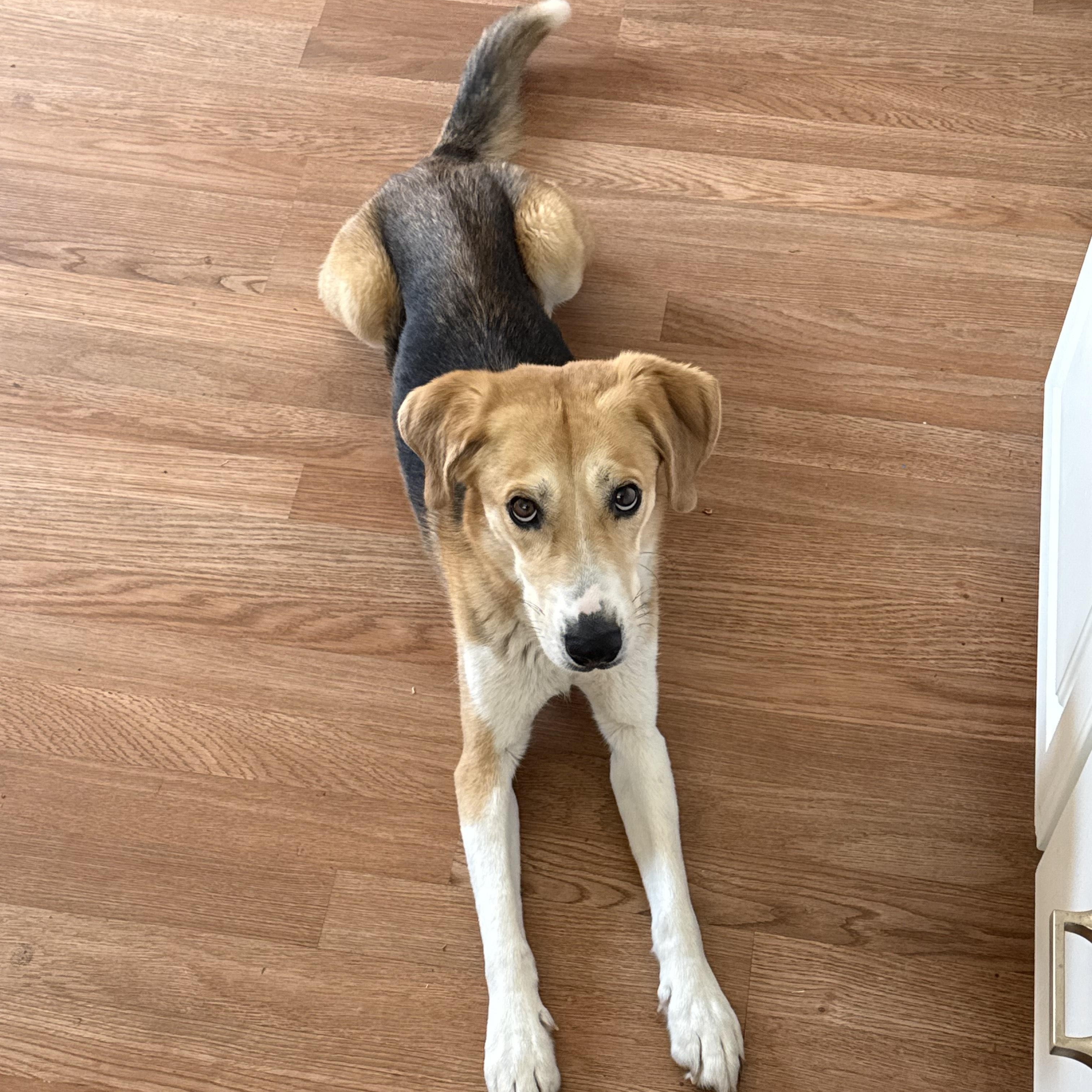 Coco, an adopted mixed breed in Phoenix, AZ image 3/4