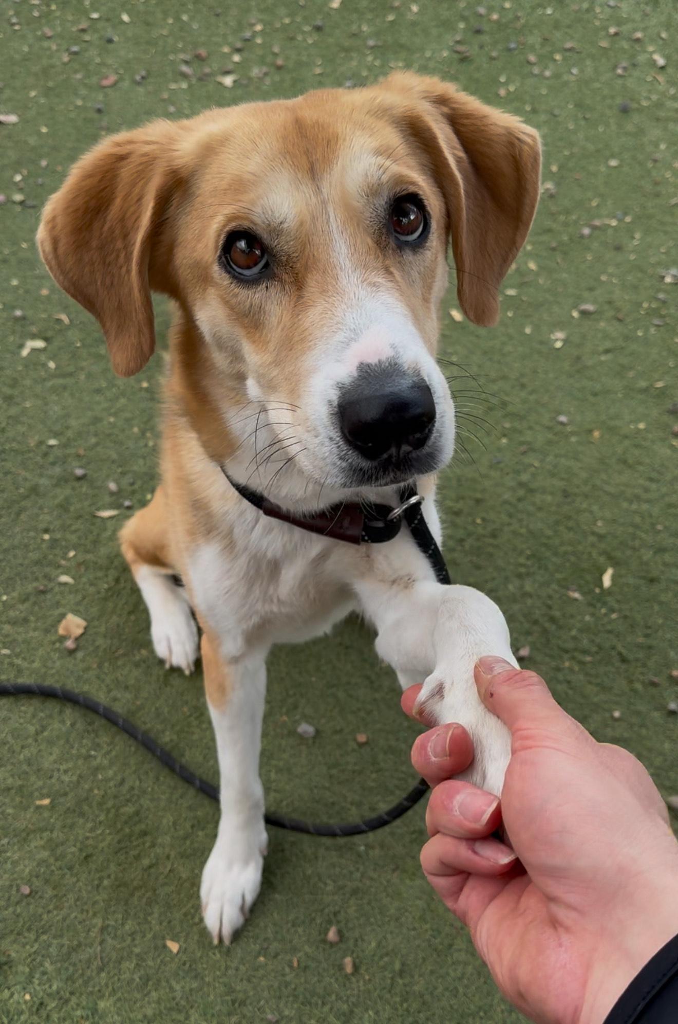 Coco, an adopted mixed breed in Phoenix, AZ image 1/4
