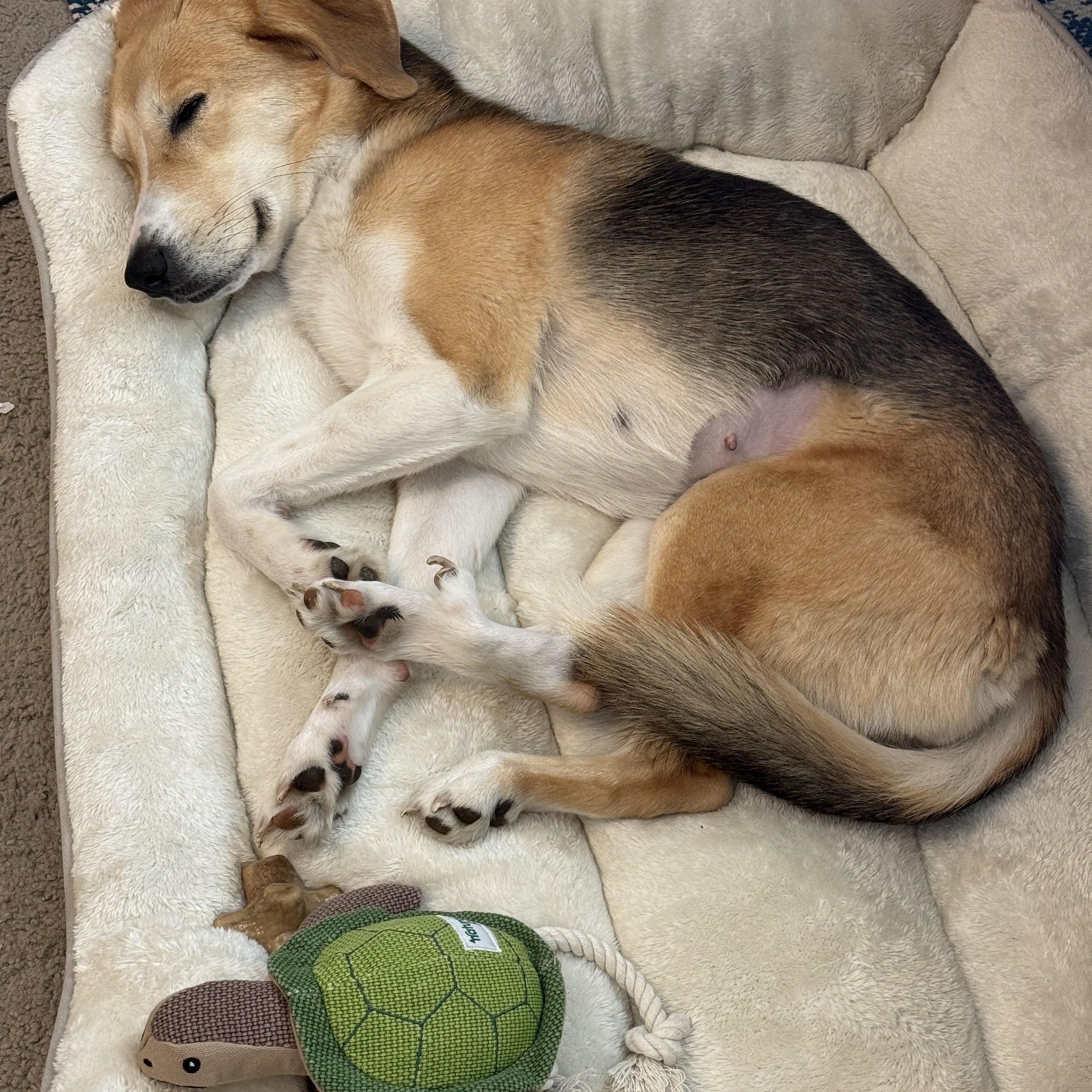 Coco, an adopted mixed breed in Phoenix, AZ image 4/4