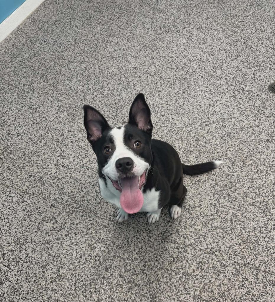 Bristol, a Adoptable mixed breed in Kendallville, IN image 1/3