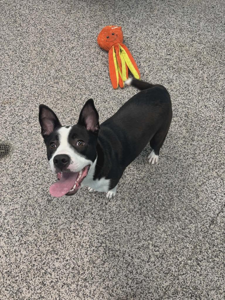 Bristol, a Adoptable mixed breed in Kendallville, IN image 2/3