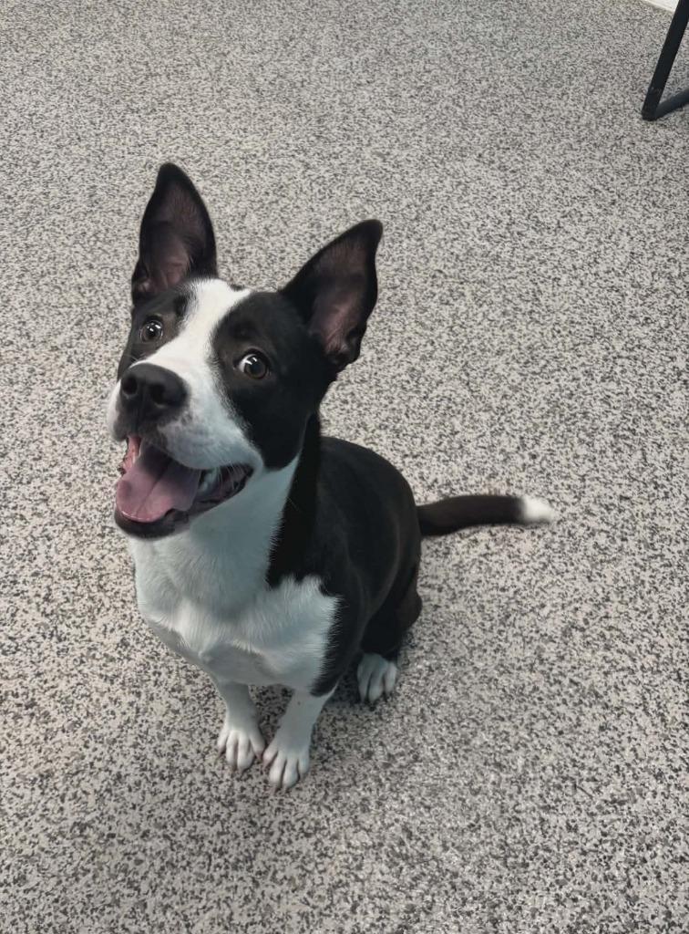 Bristol, a Adoptable mixed breed in Kendallville, IN image 3/3