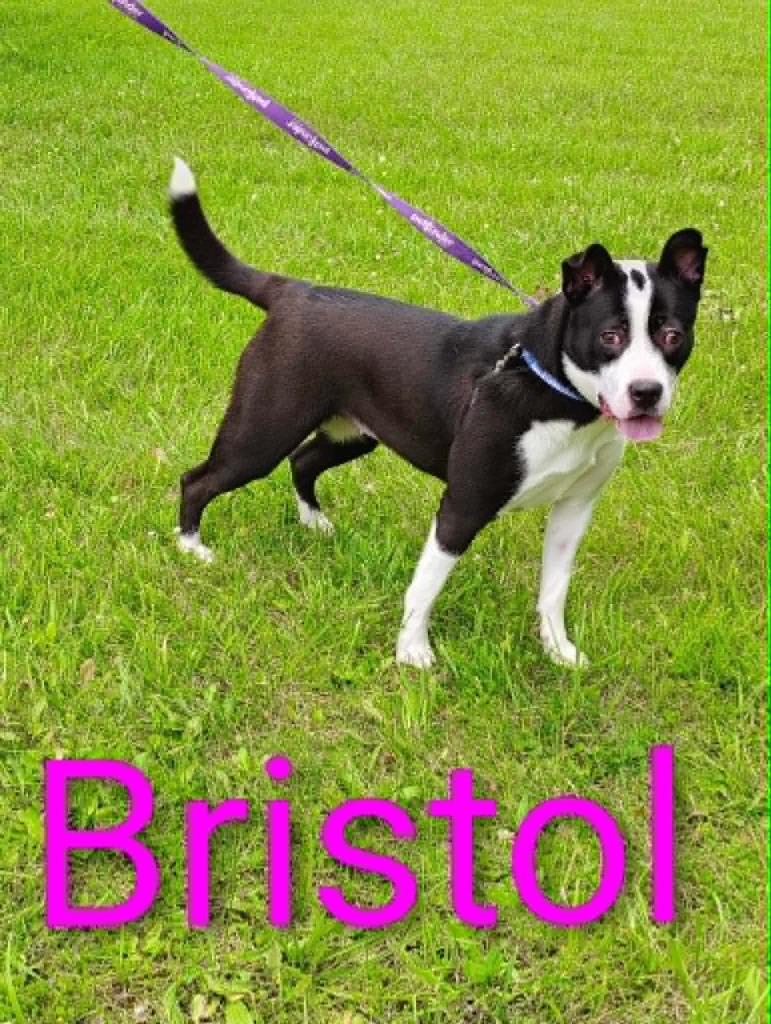 Bristol, a Adoptable mixed breed in Kendallville, IN image 4/4