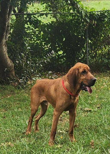 Dallas, Adoptable, Adult Male Bloodhound.